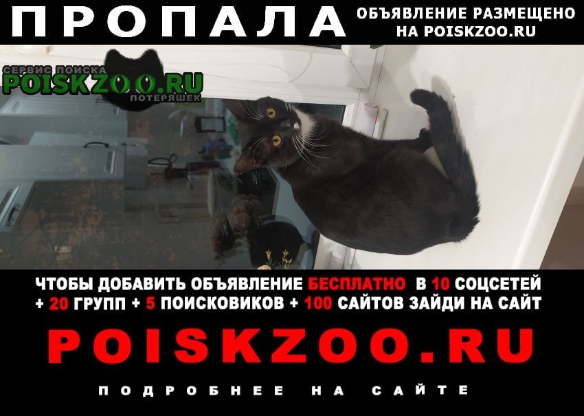 Казань Пропал кот чёрный с белыми лапками