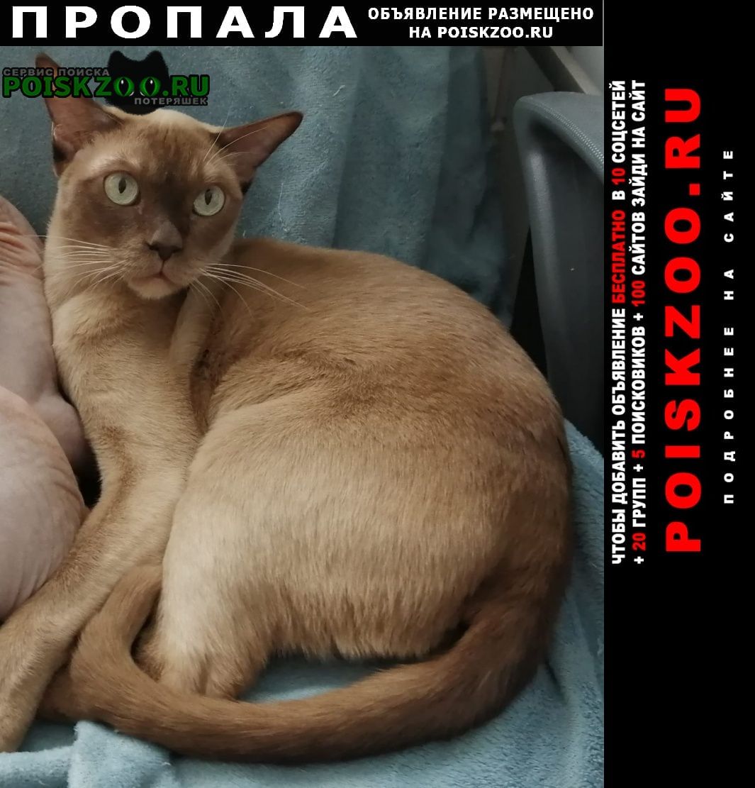 Пропал кот взрослый породы бурма Москва