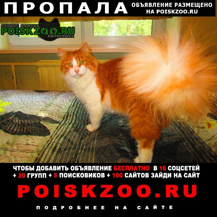 Пропал кот рыжий Санкт-Петербург