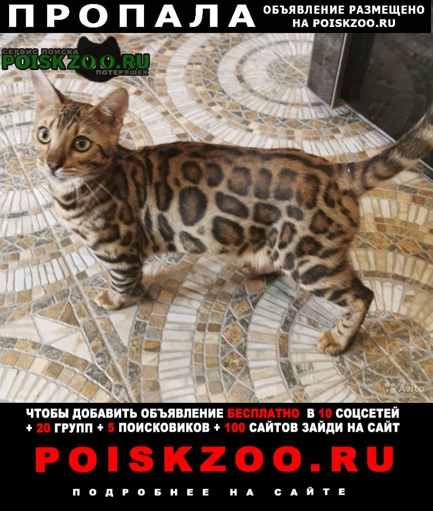 Пропала кошка бенгалка Москва