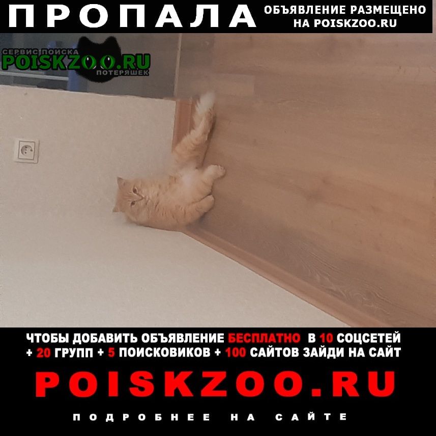 Пропал кот Урюпинск