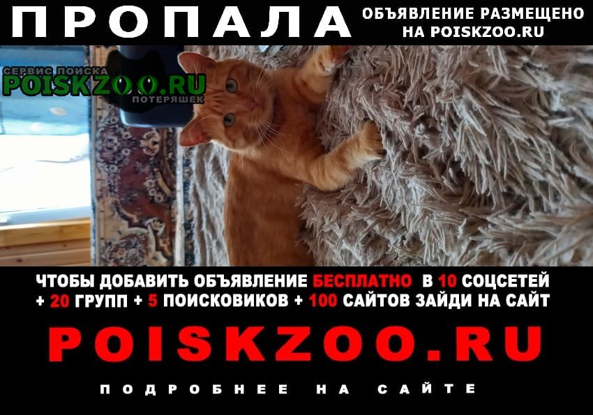 Ижевск Пропал кот