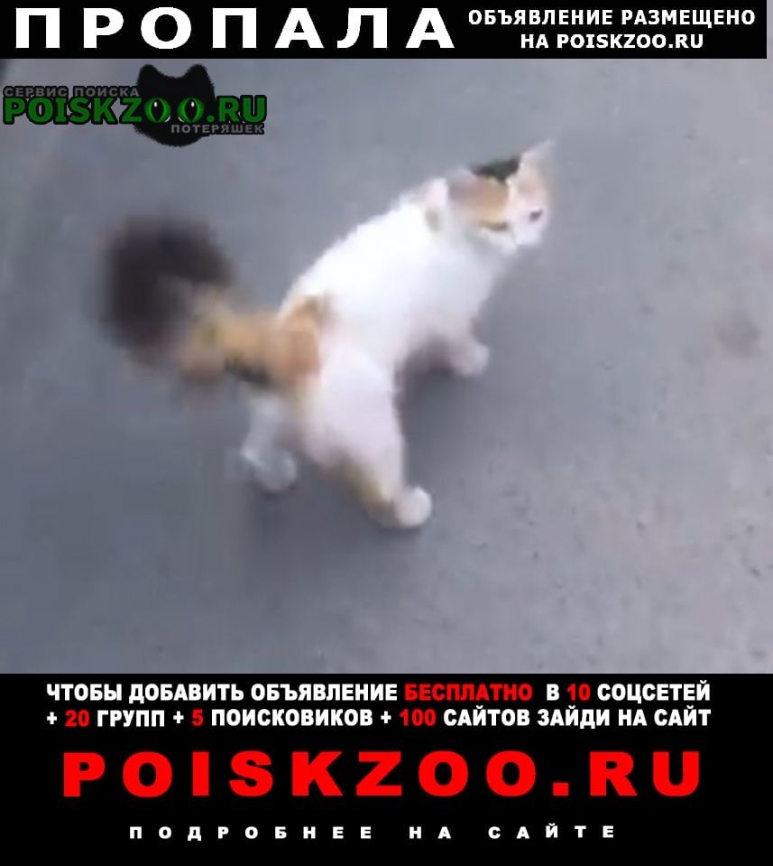 Пропала кошка пушистая трёхцветная Ростов-на-Дону