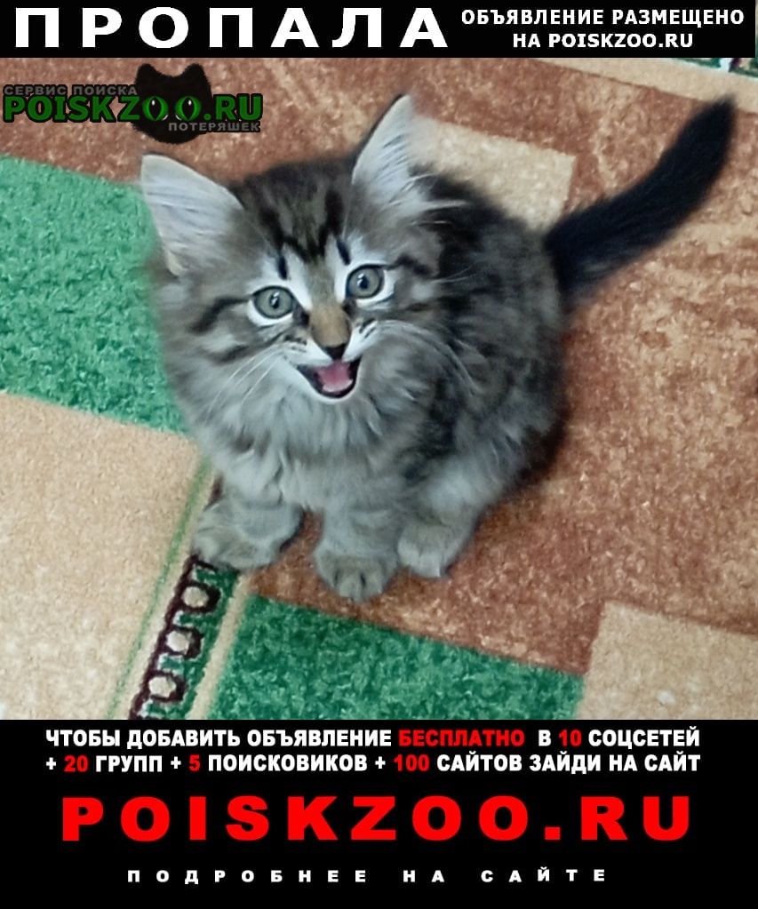 Борисоглебск Пропала кошка девочка. сема 3 месяца