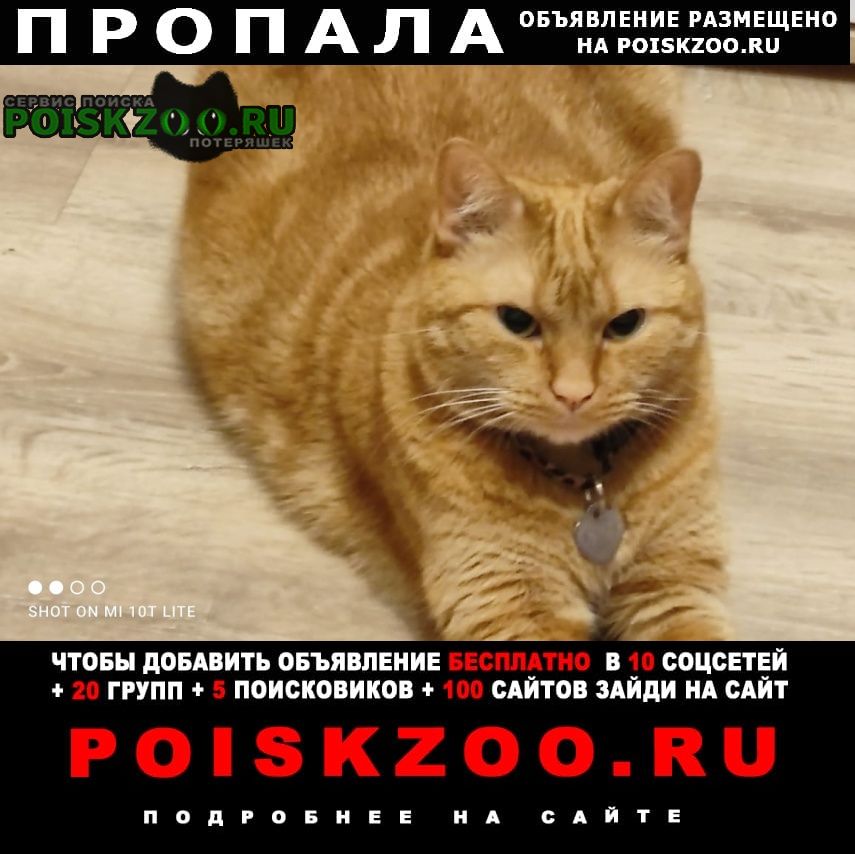Пропал кот район свиблово Москва