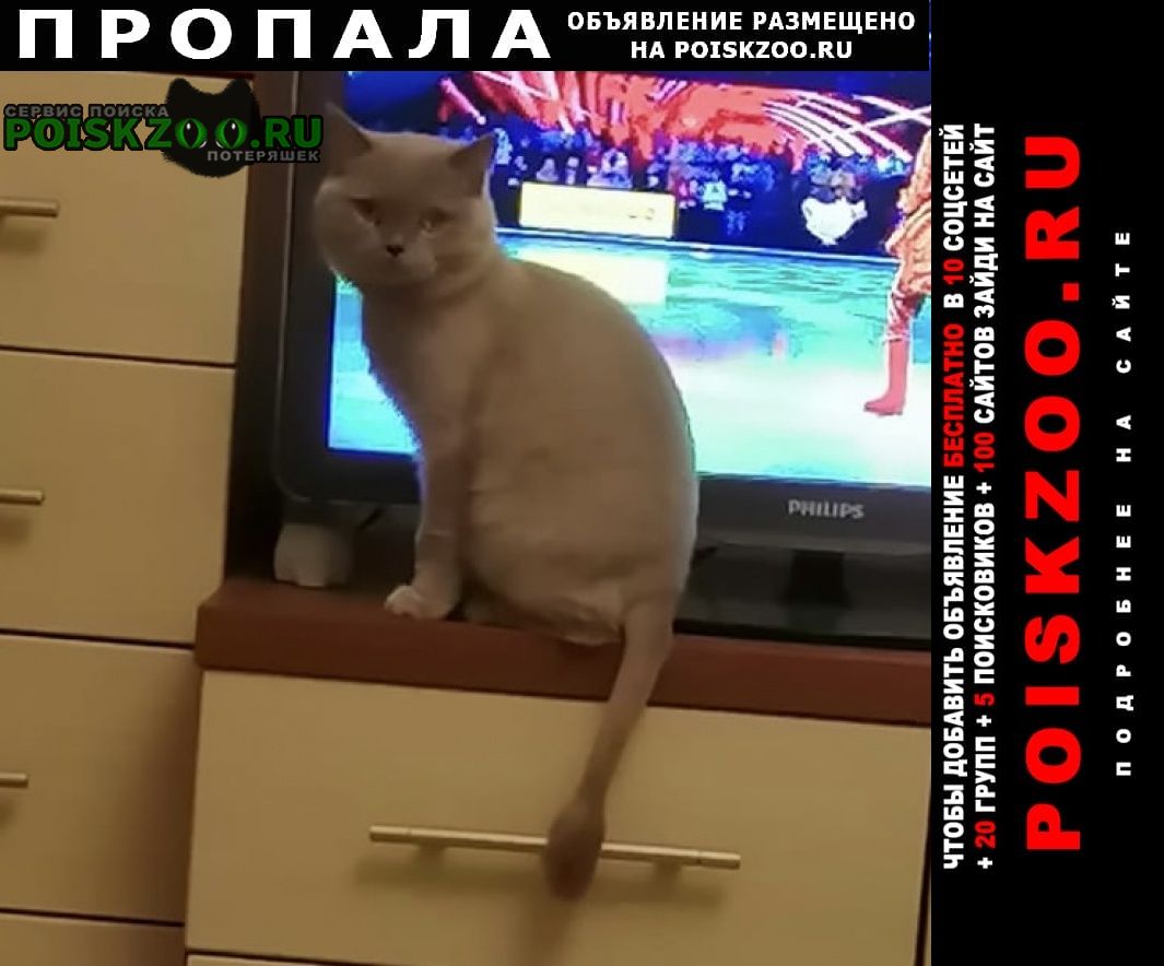 Новосибирск Пропала кошка