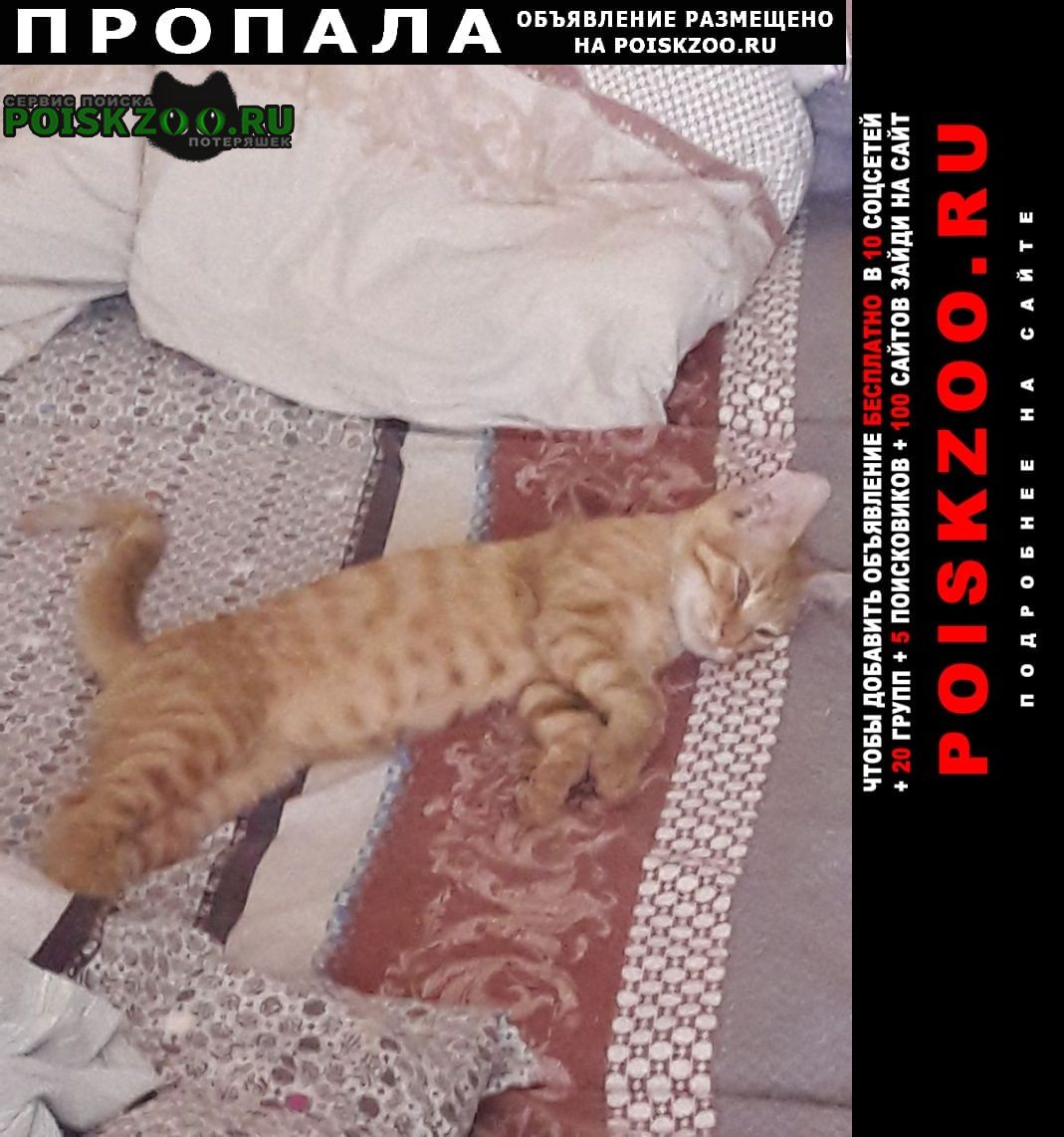 Пропал кот рыжий, пр. просвещения д. 30 к.1 Санкт-Петербург