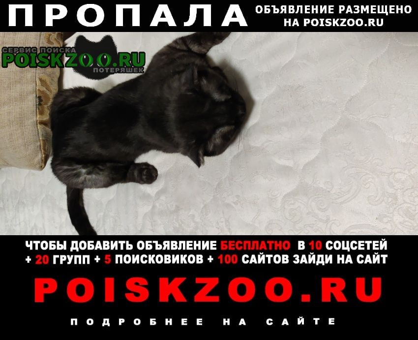 Пропал кот вислоухий черно серй Нарофоминск