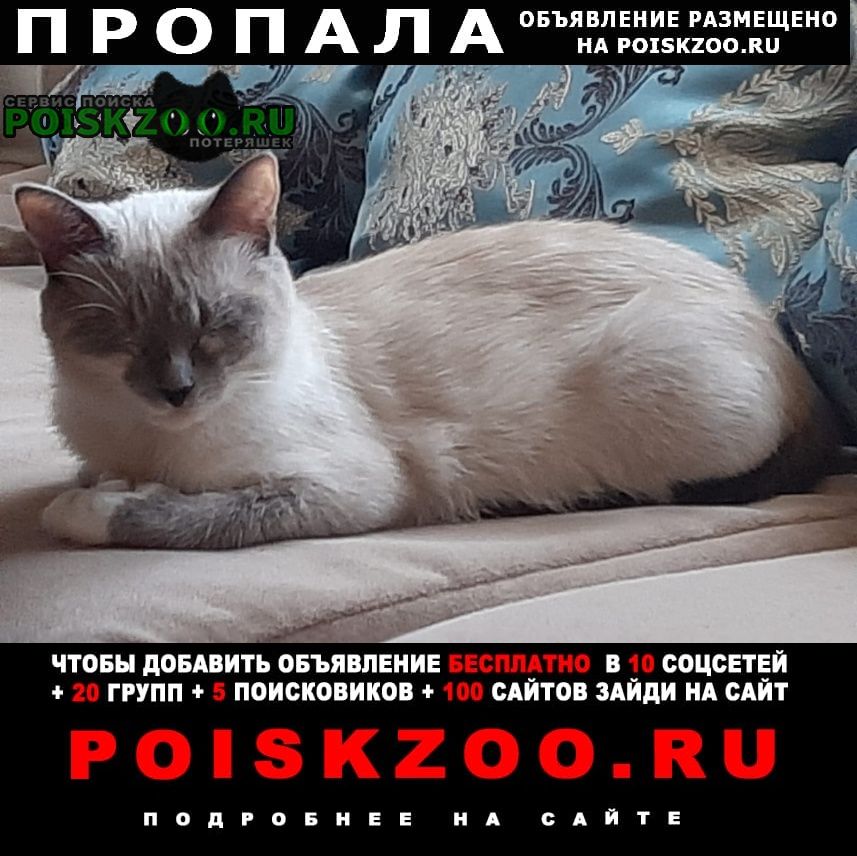Пропала кошка 30, 12, 2021 в садоводстве нижняя колония Петродворец