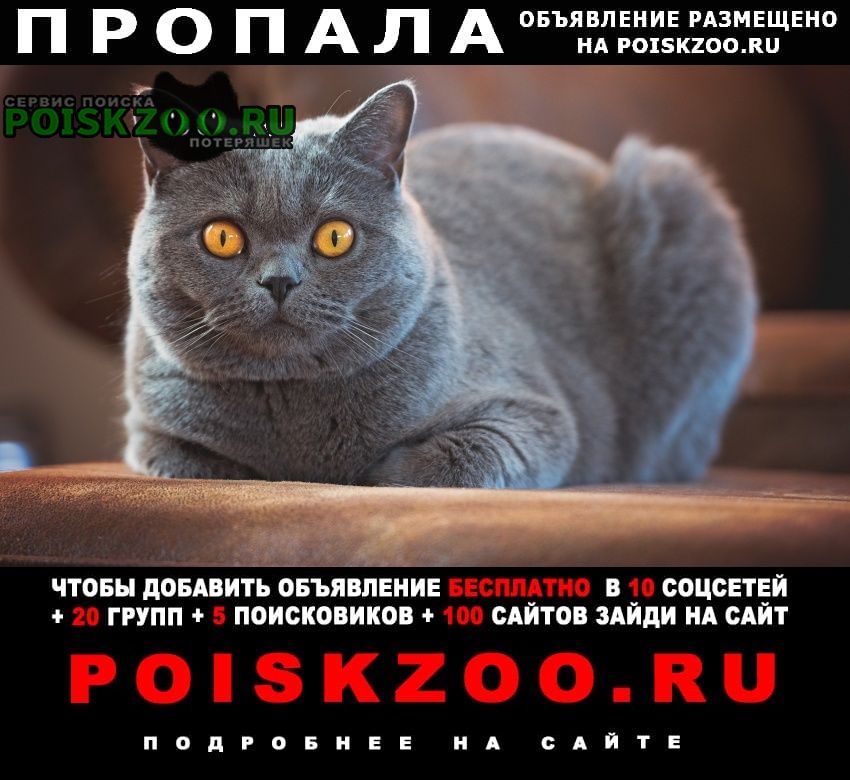 Азнакаево Пропал кот