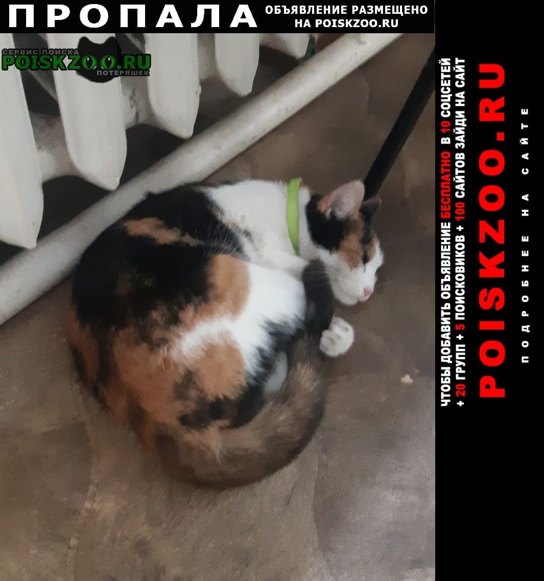 Пропала кошка в районе шолохова /литейный Ростов-на-Дону