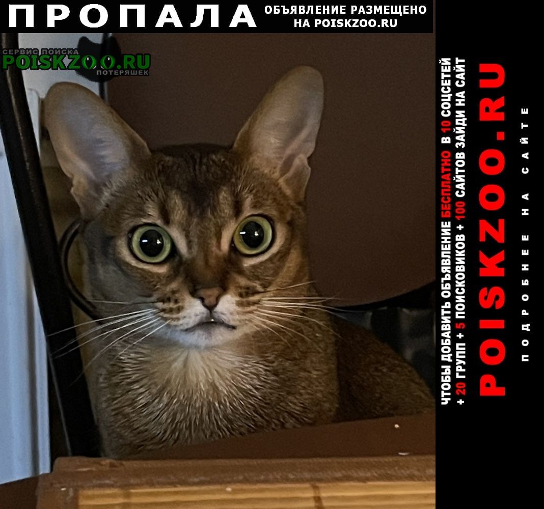 Пропала кошка 14 января Санкт-Петербург