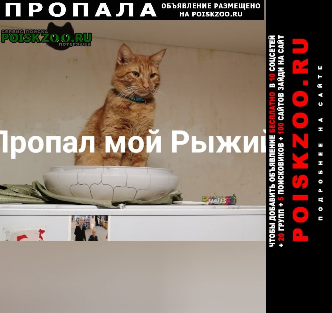 Москва Пропал кот рыжий