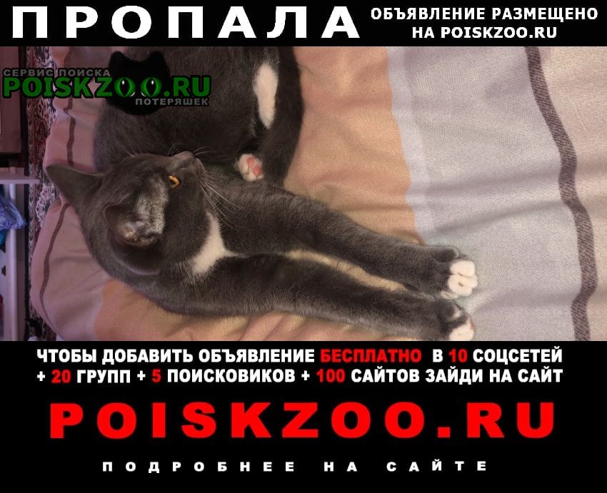Пропала кошка деревня юрово раменский район Раменское