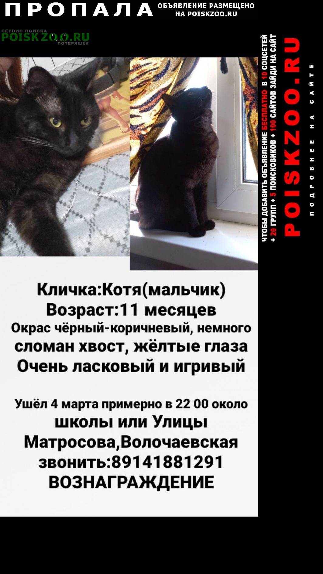 Хабаровск Пропал кот