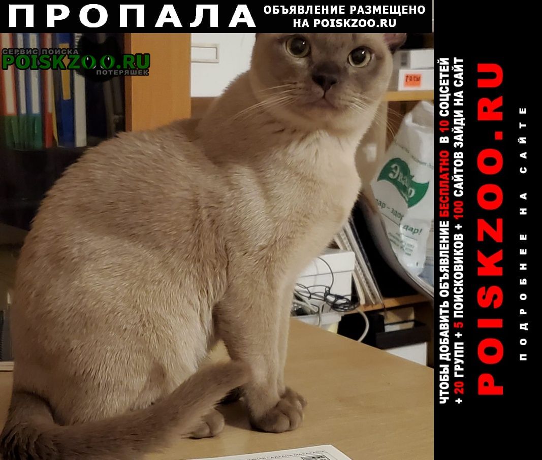 Пропал кот бежевый енок породы бурма Санкт-Петербург