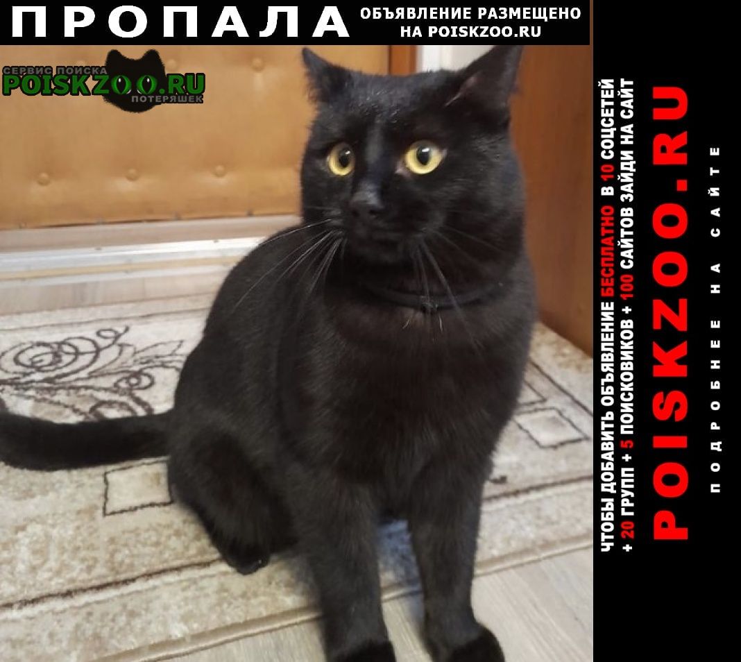 Серпухов Пропал кот чёрный