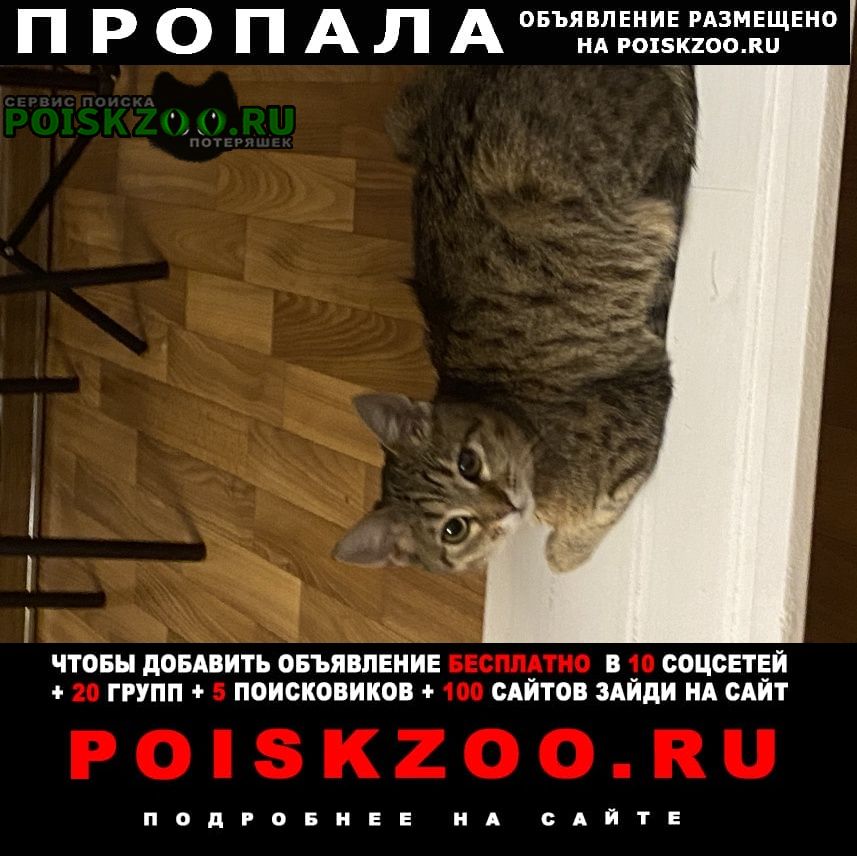 Пропала кошка ищем нашу кошечку Тимашевск