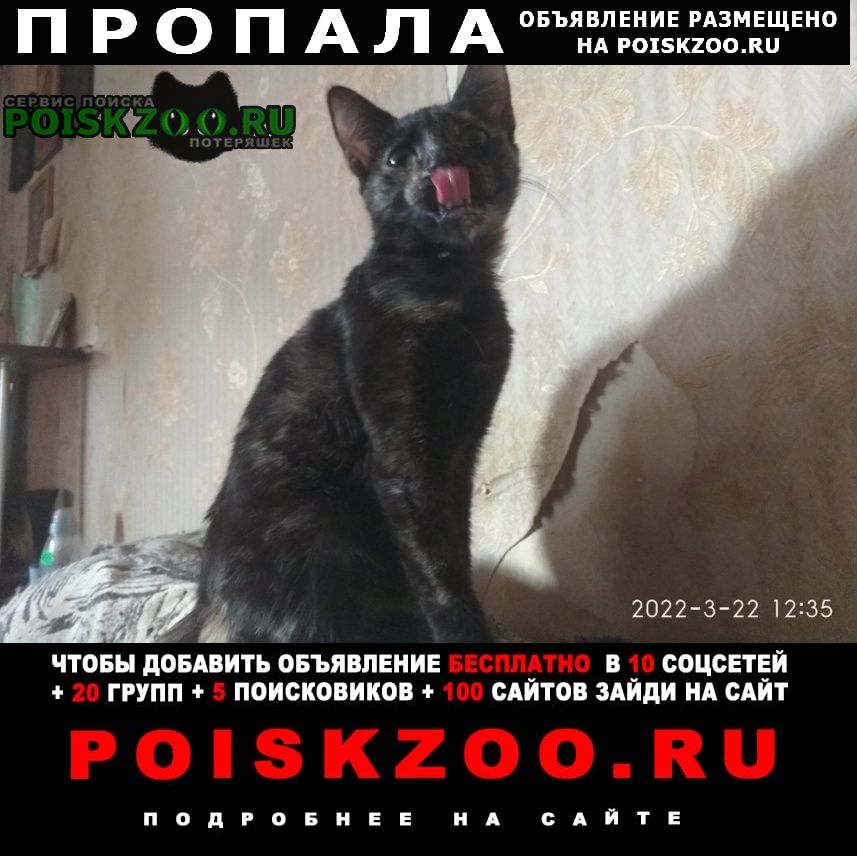 Пропала кошка потерялась Севастополь
