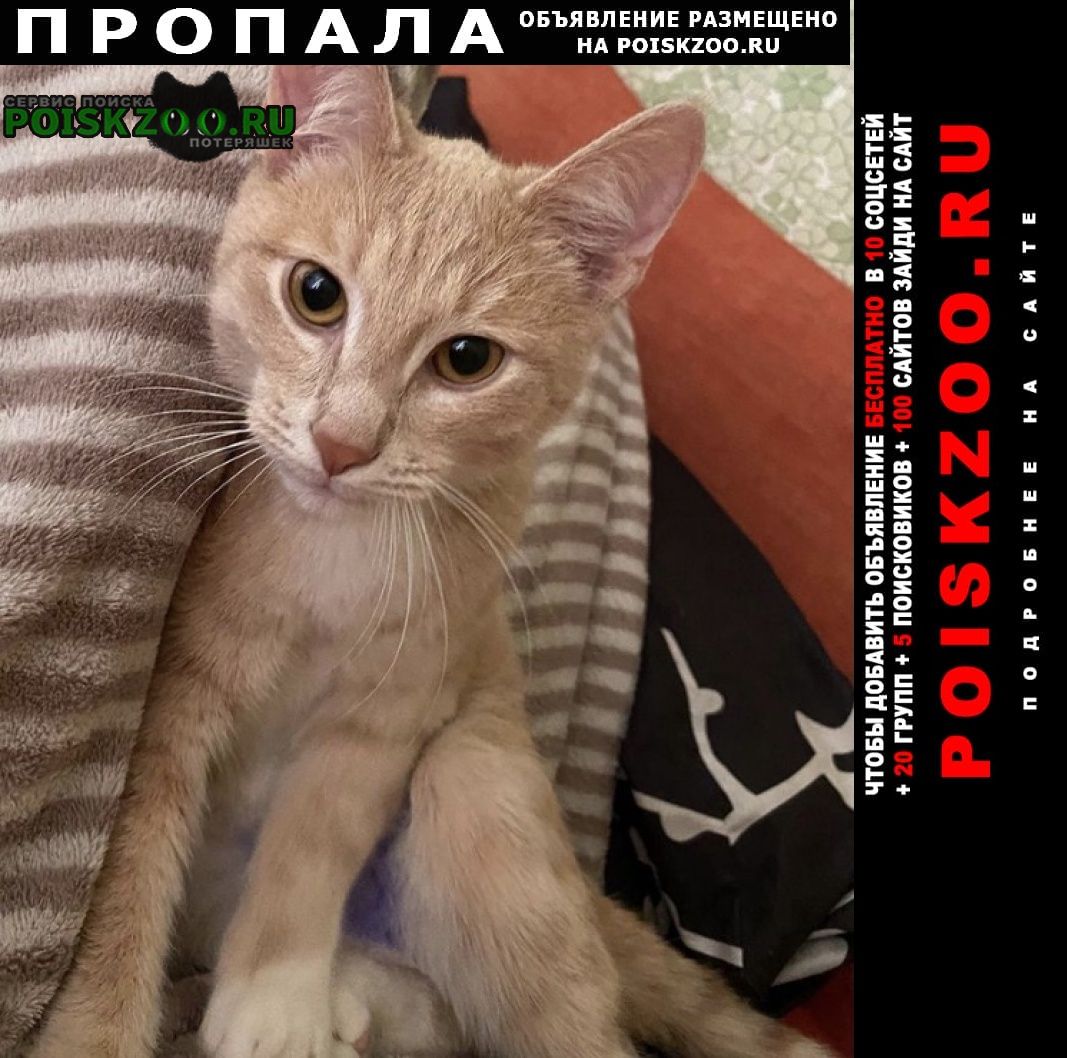 Серпухов Пропал кот рыжий