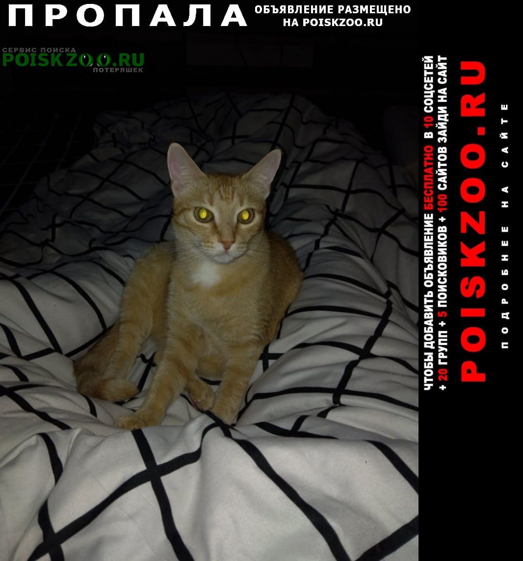 Димитровград Пропал кот рыжий, откликается на барик