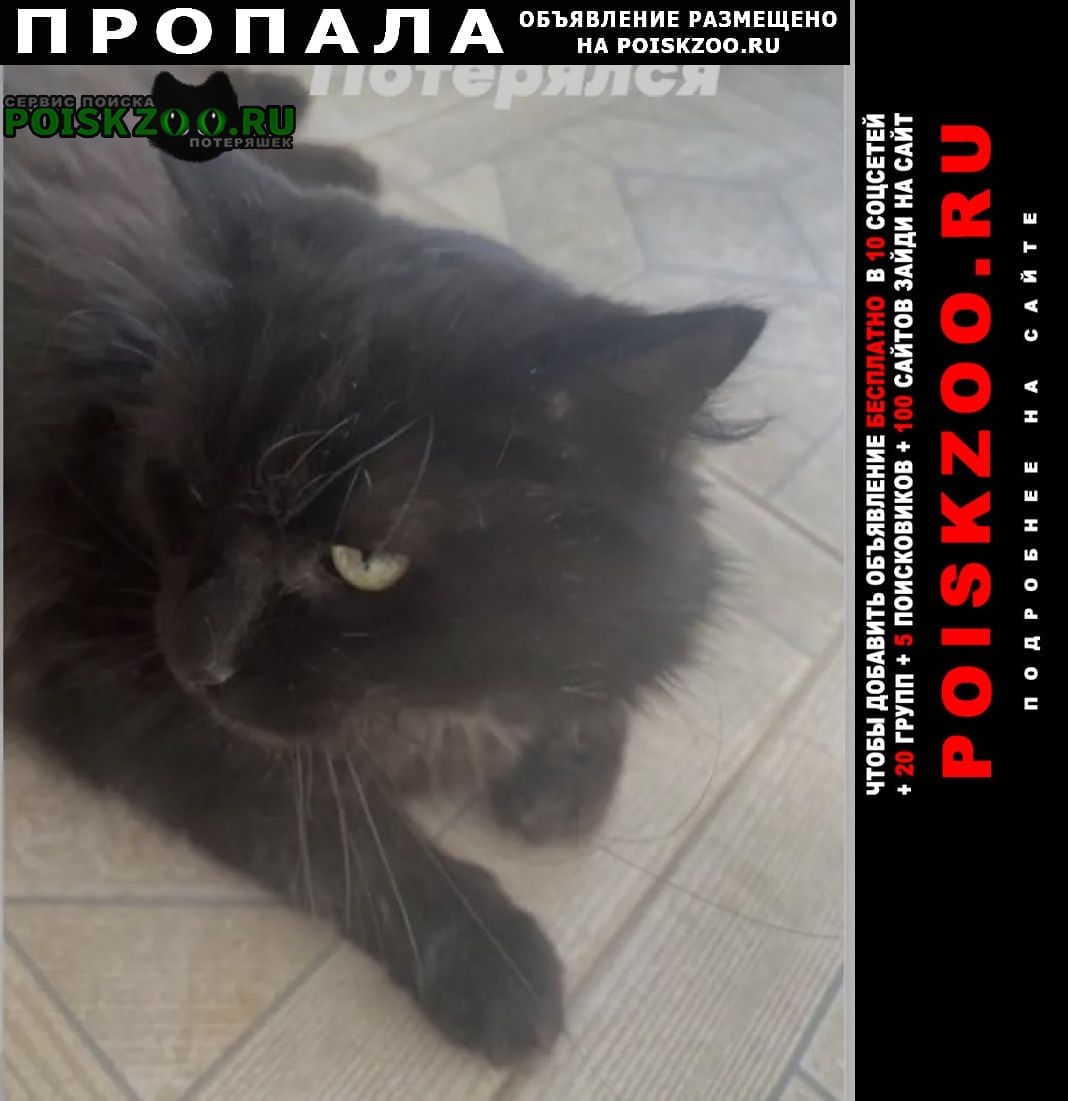 Некрасовка Пропал кот чёрный