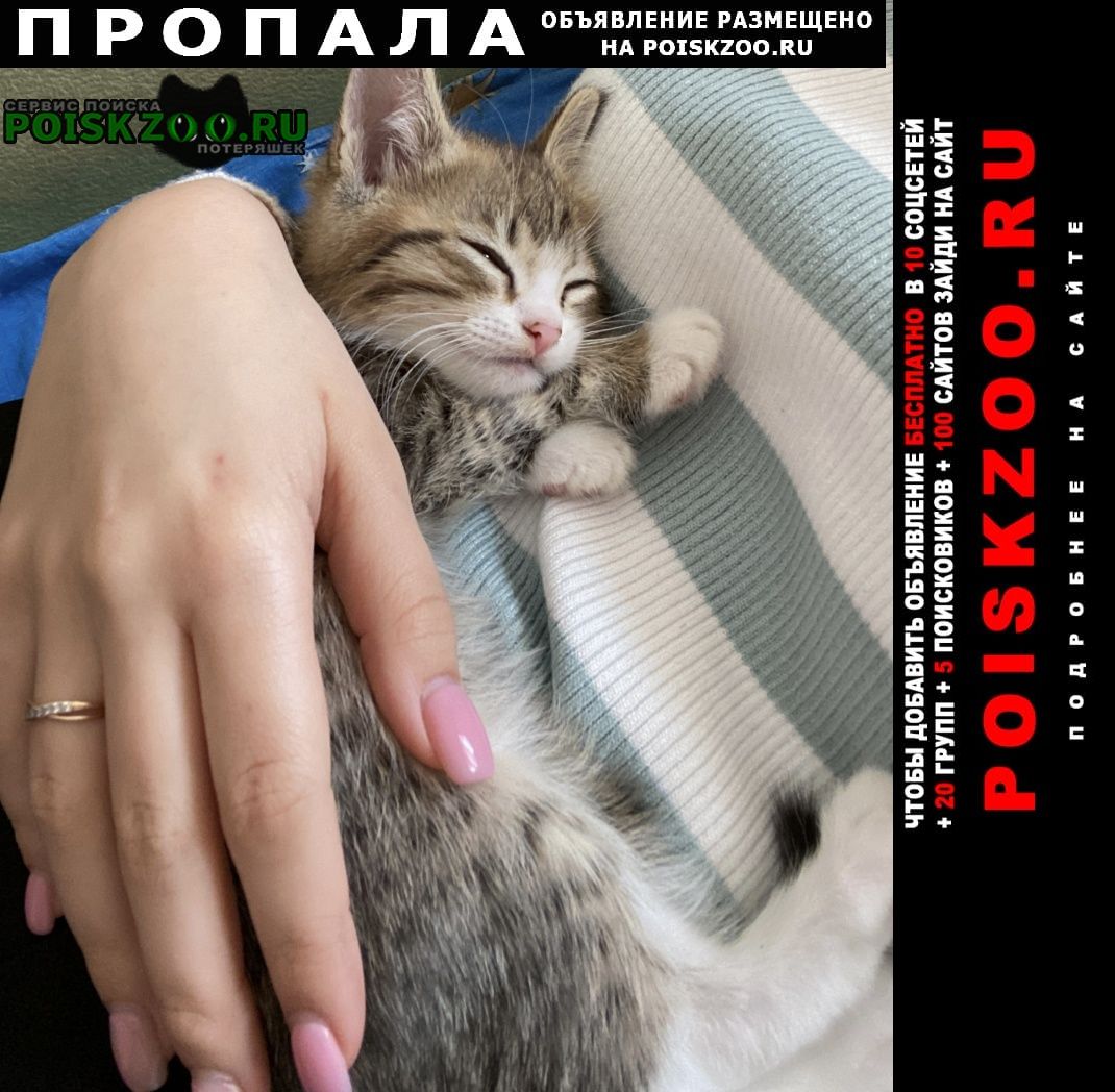 Октябрьский (Башкирия) Пропал котёнок мальчик 3 месяца