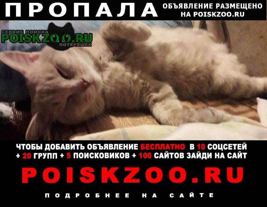 Пропал кот Новокузнецк