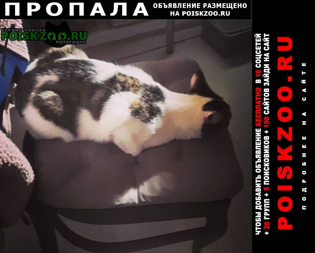 Пропал кот молодой 1 год Москва