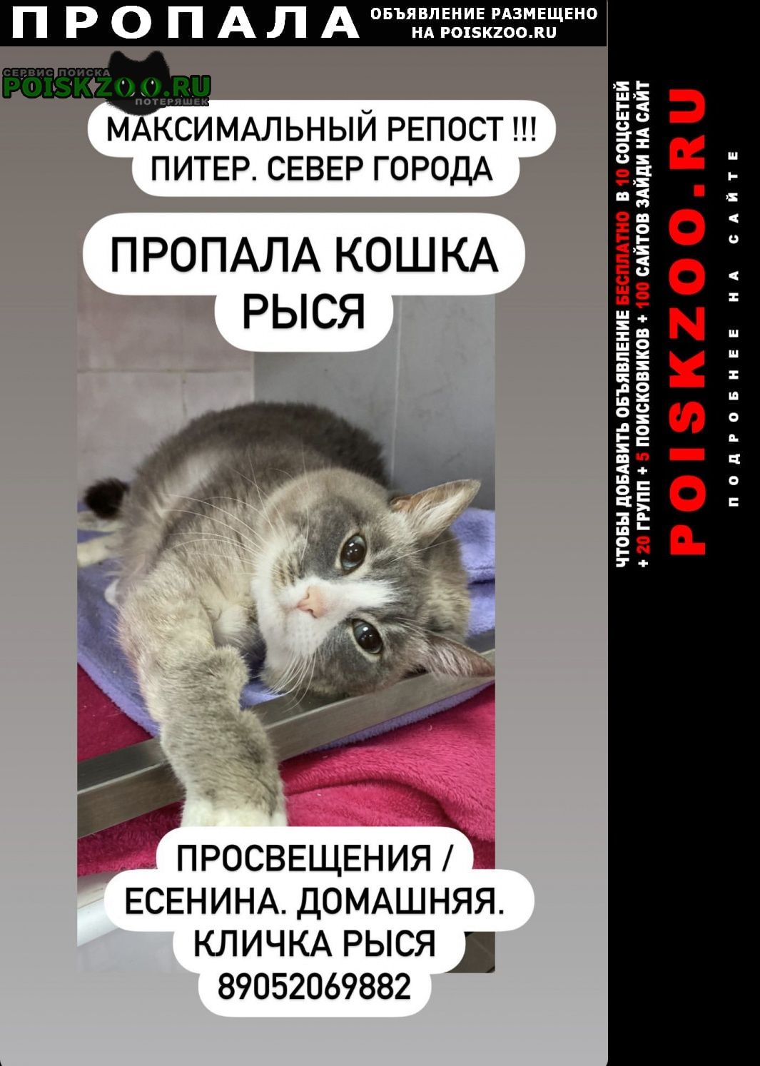 Пропала кошка рыся. вознаграждение Санкт-Петербург