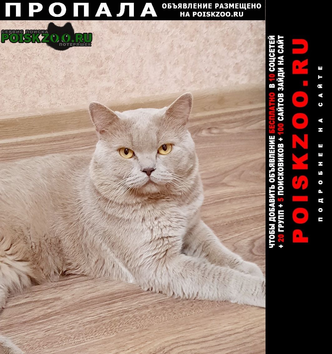 Пропал кот любимец умоляем помогите найти Новопавловск