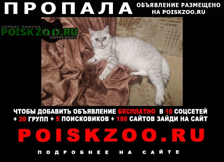 Пропала кошка шотландской породы Ростов-на-Дону