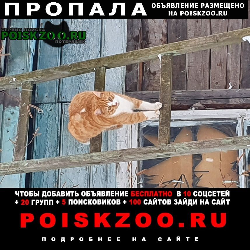 Пропал кот Санкт-Петербург