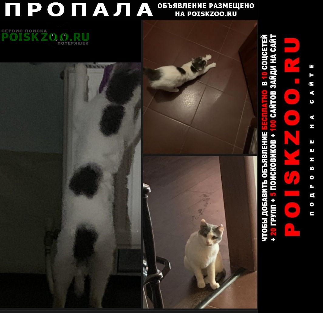 Ставрополь Пропал кот