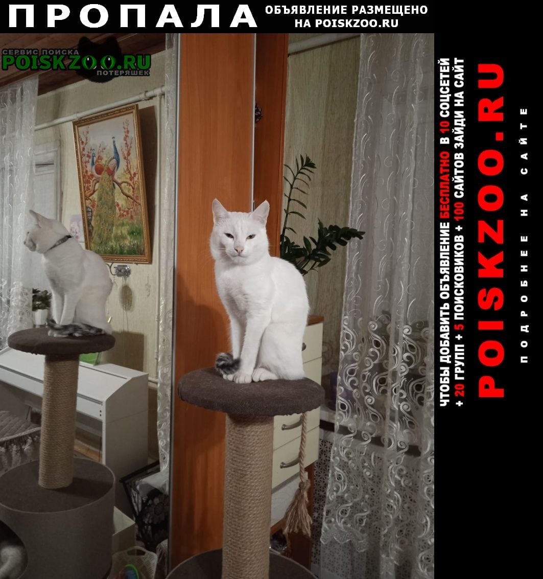 Климовск Пропал кот белый зефир