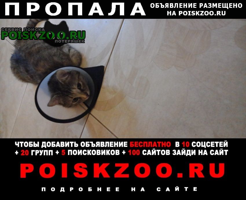 Батайск Пропала кошка