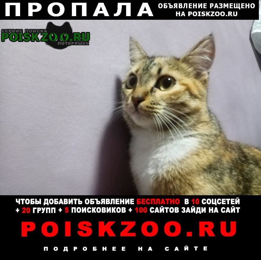 Пропала кошка откликается на имя тигра Рубцовск