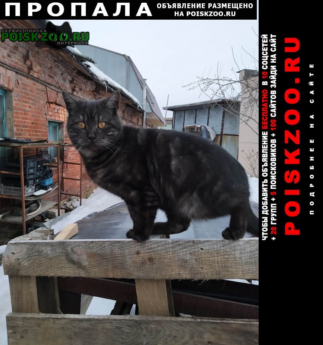 Великий Новгород (Новгород) Пропал кот