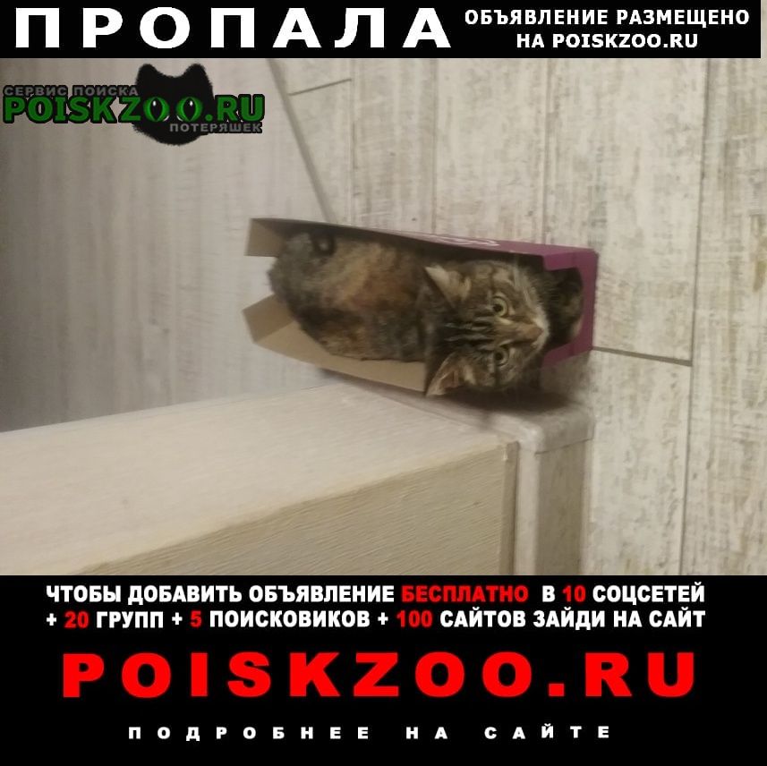 Березовский (Свердловская обл.) Пропала кошка