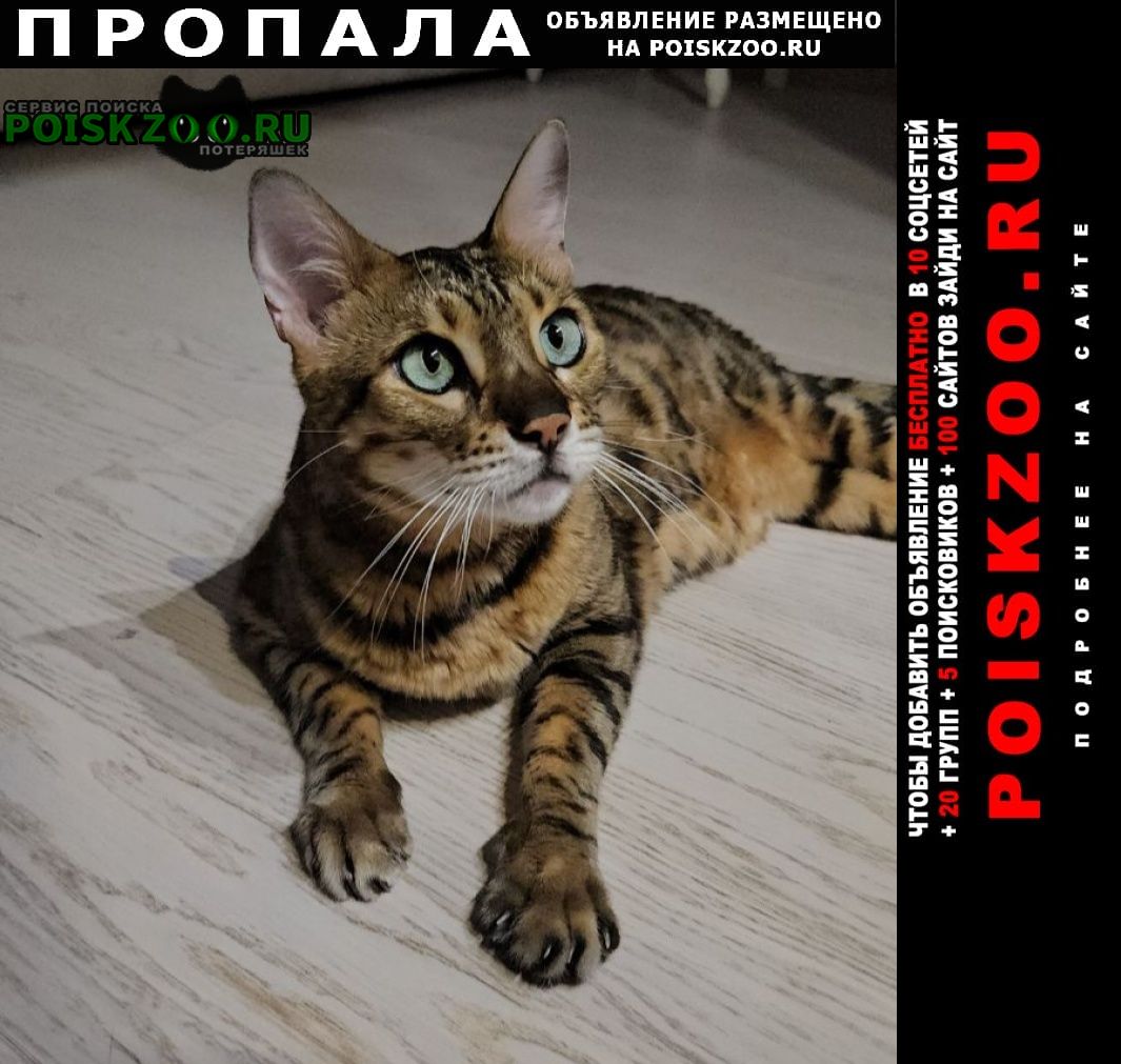 Пропал кот бенгальский кот Москва