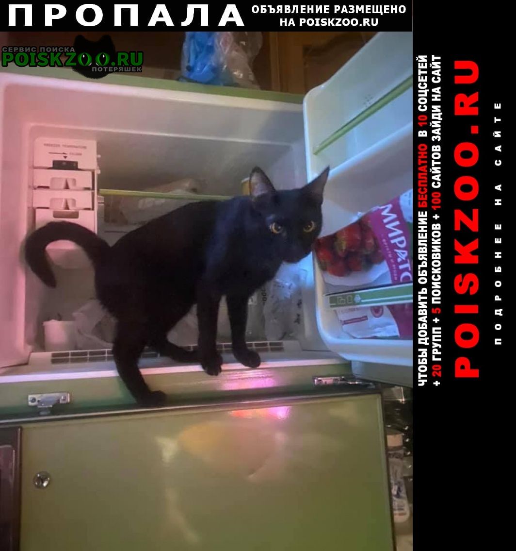 Пропал кот черный Москва