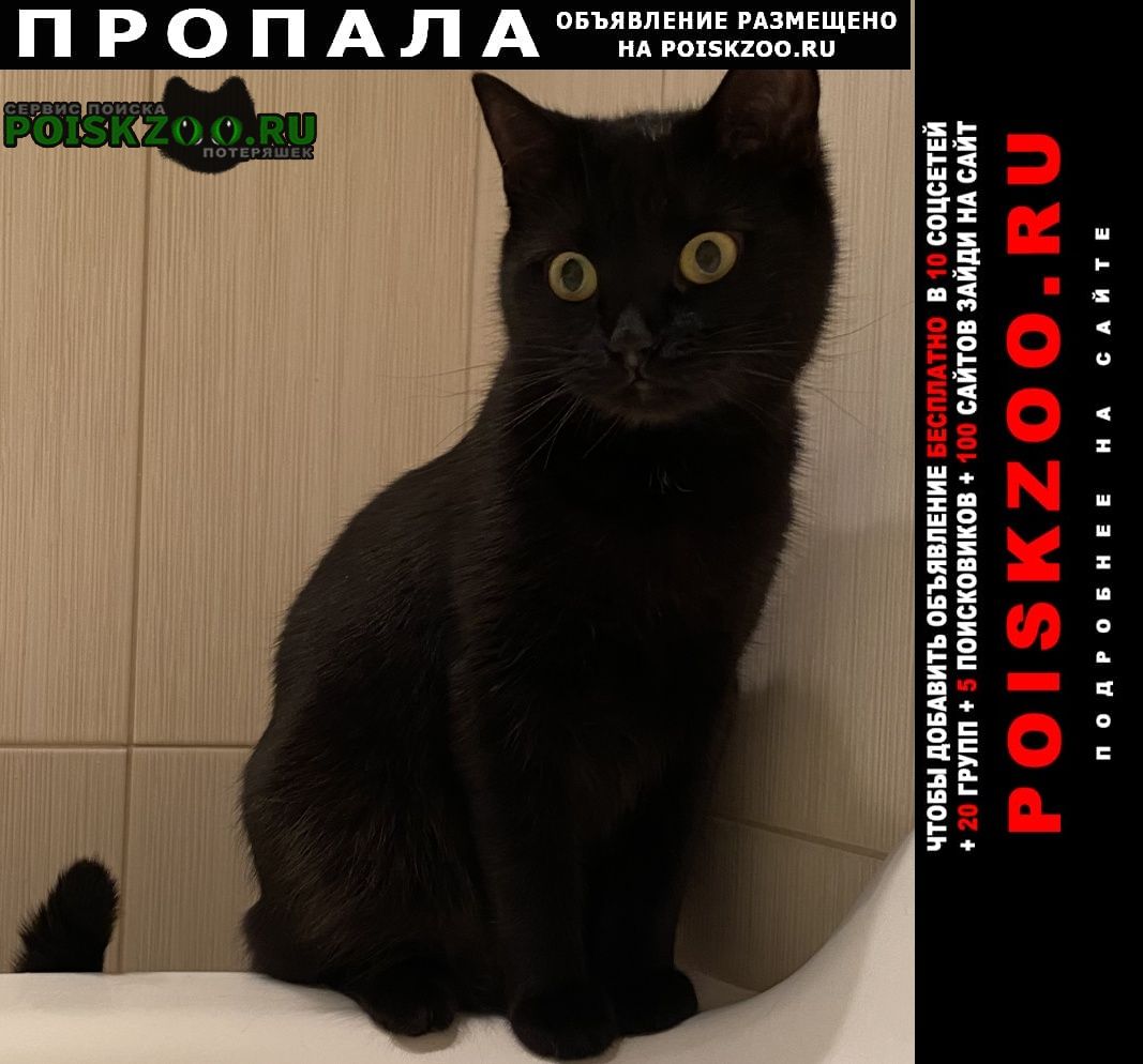 Пропала кошка чёрная Москва