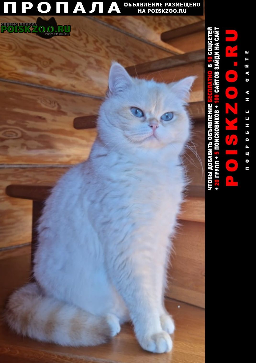Щелково Пропала кошка кп большие жеребцы ул солнечная д 239