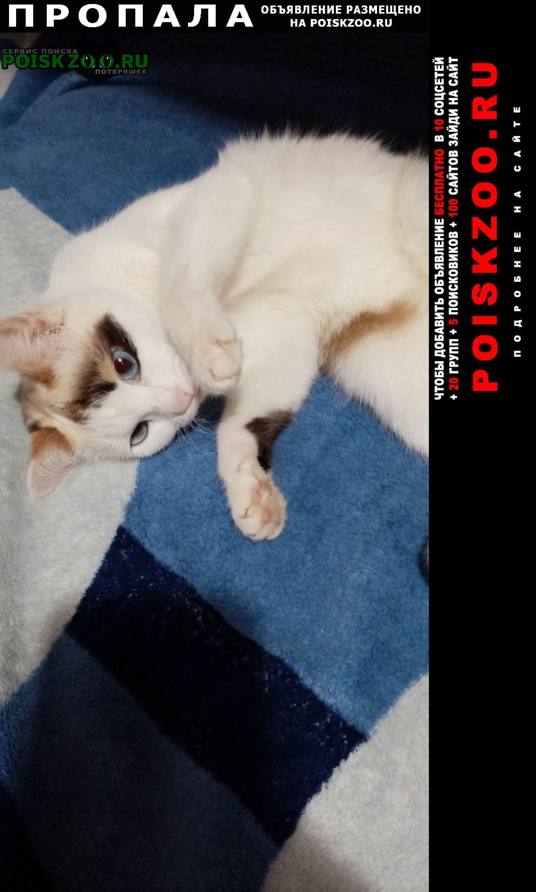 Пропала кошка Черкесск Карачаево-Черкесская Республика
