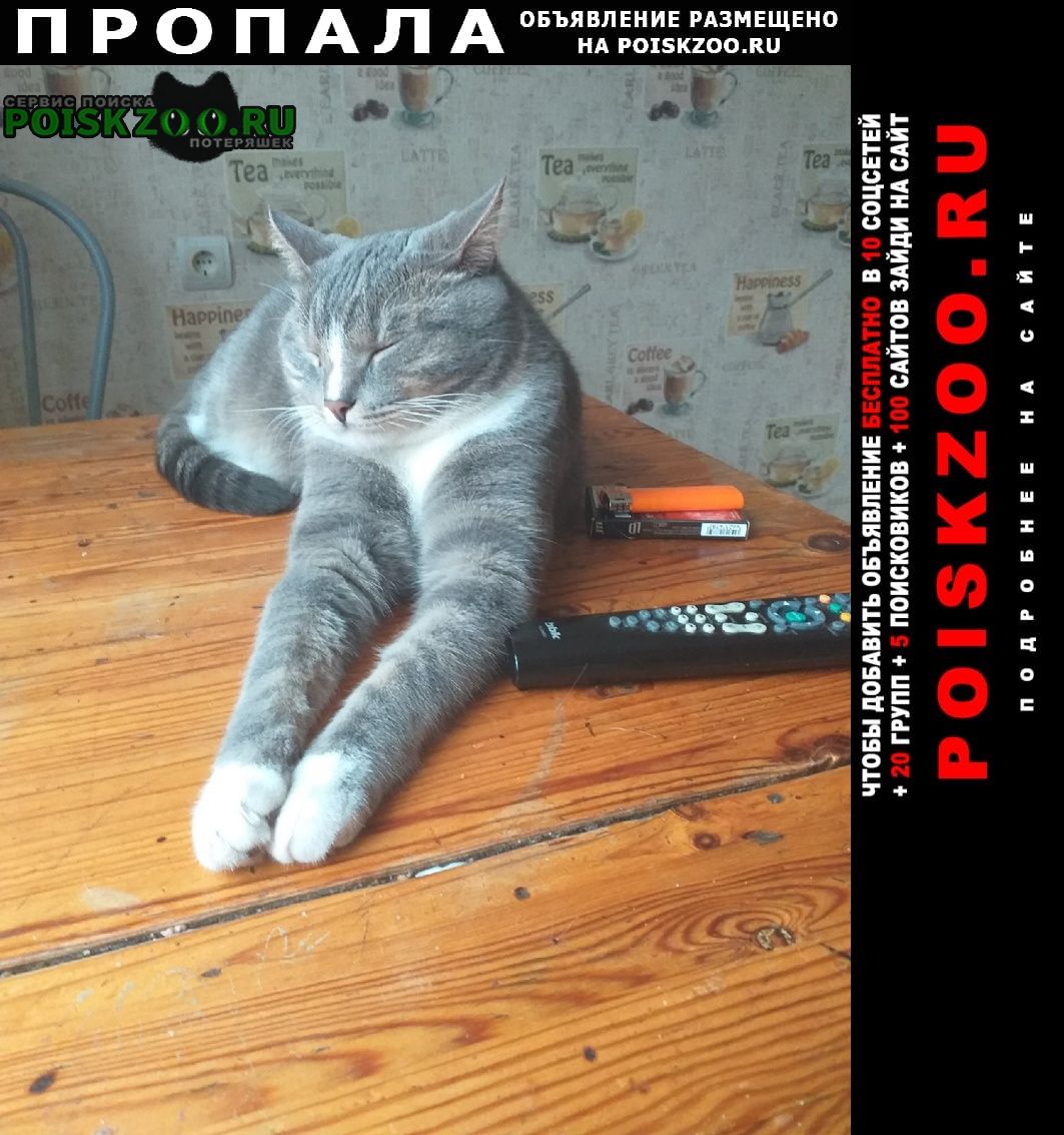 Пропал кот Москва