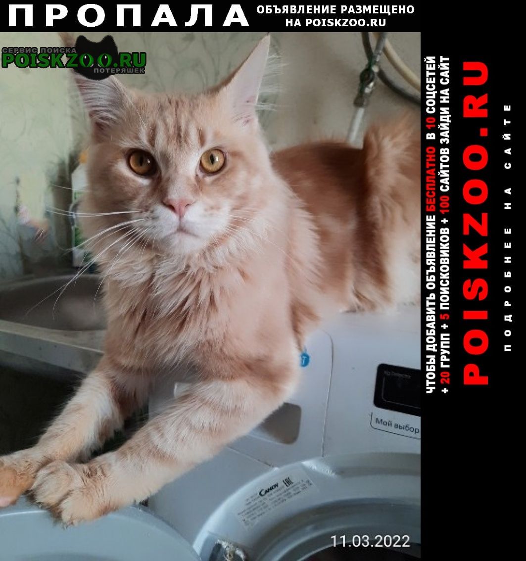 Пропал кот Саранск