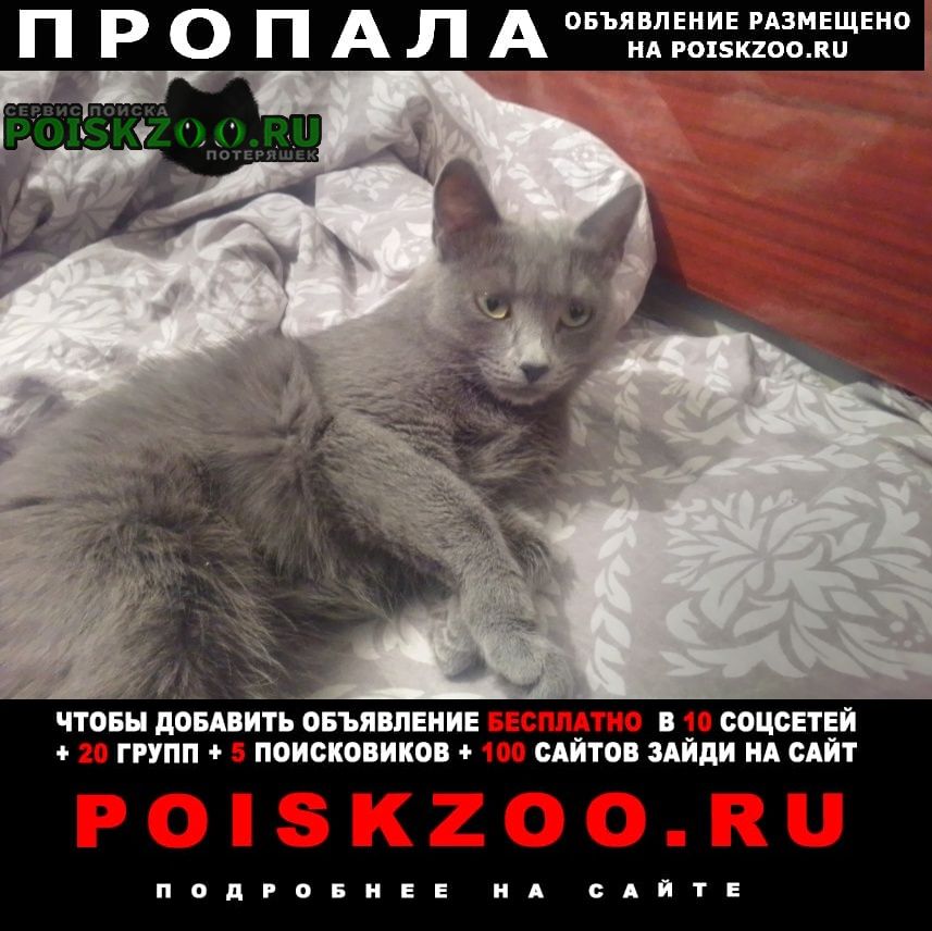 Усолье-Сибирское (Иркутская обл.) Пропала кошка