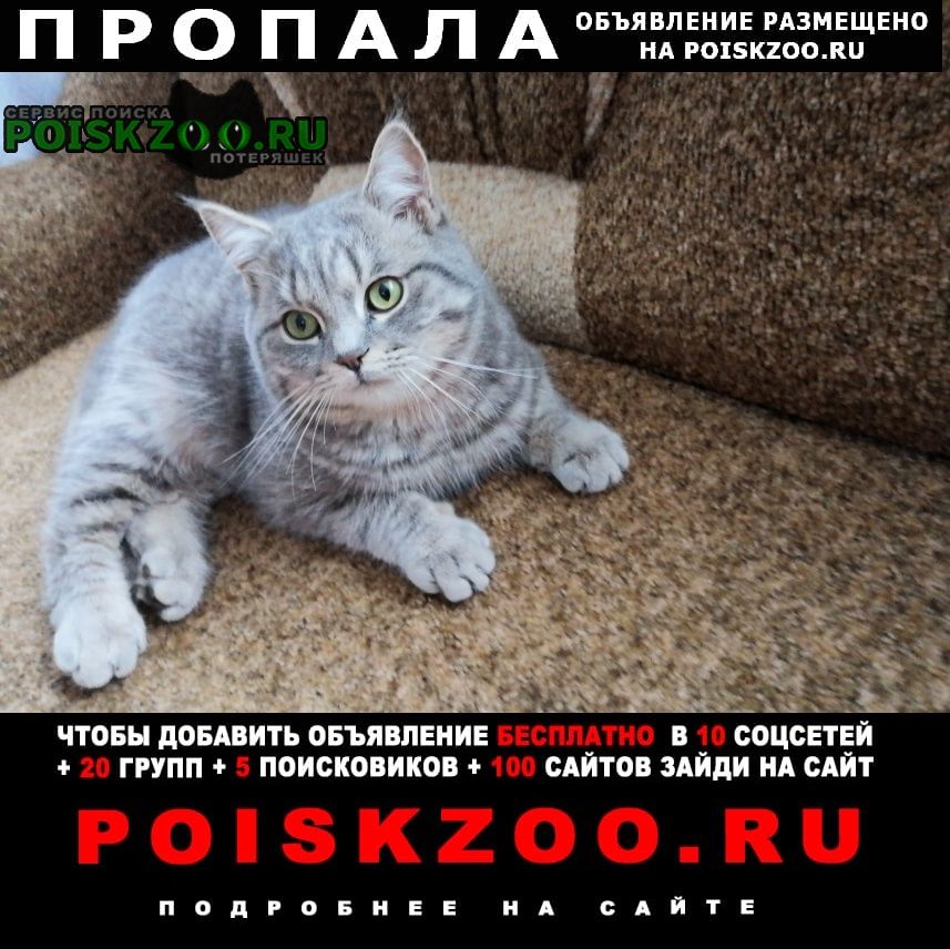 Пропал кот кузя Михайловск Ставропольский край