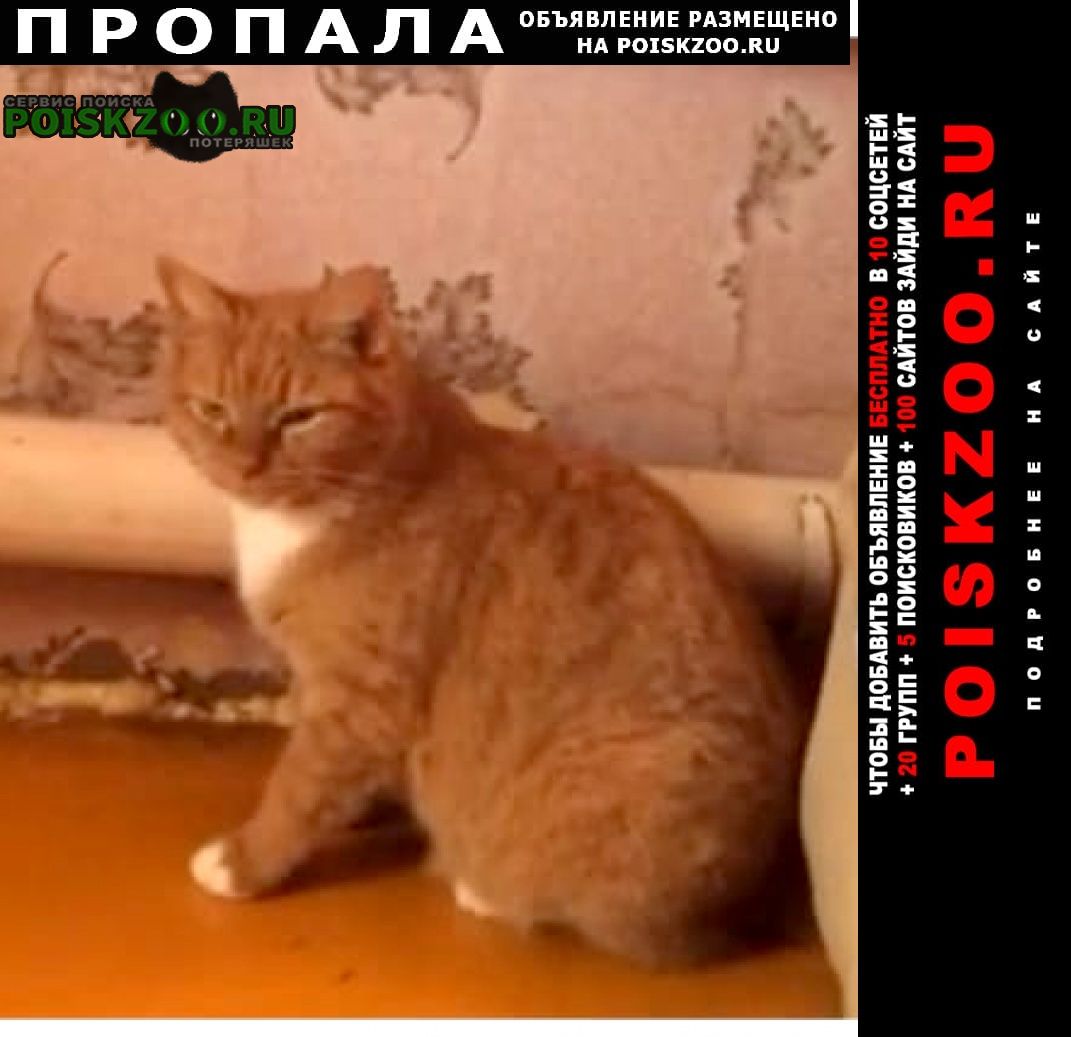 Пропала кошка рыжая с белым Москва