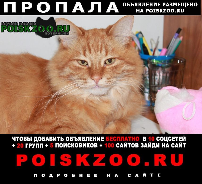Пропал кот рыжий Воронеж